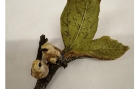 Coppia uccellini resina su ramo.MIS.7 HX6,5CM