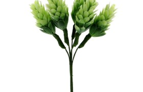 Mazzo 6 luppolo. CM 4.5