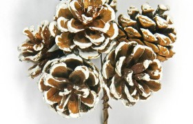 Mazzo 6 pigne naturali. Diam. 4