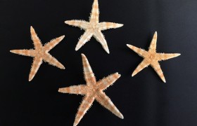 Set 100 stelle marine naturali. CM 3-4