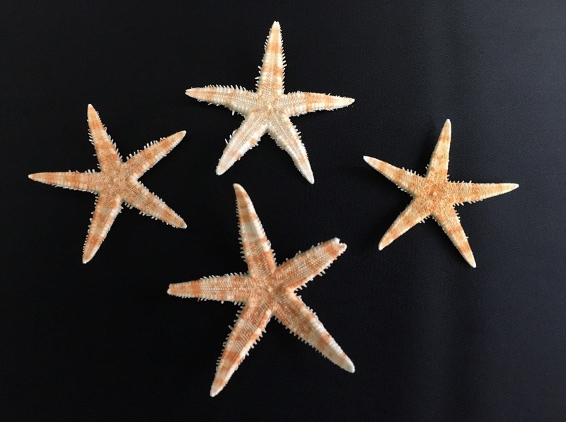 Set 100 stelle marine naturali. CM 3-4