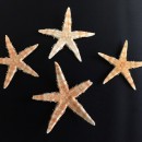 Set 100 stelle marine naturali. CM 3-4