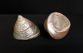 Conchiglia madreperla forma cono. CM 4x4