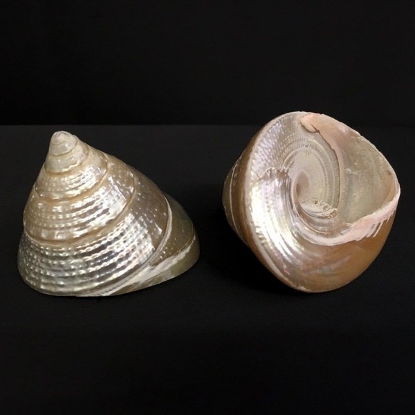 Conchiglia madreperla forma cono. CM 4x4