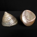 Conchiglia madreperla forma cono. CM 4x4