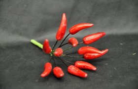 Peperoncino rosso mazzo 12 pz